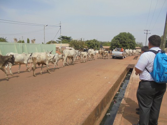 2017 2 13 Cows on the highway