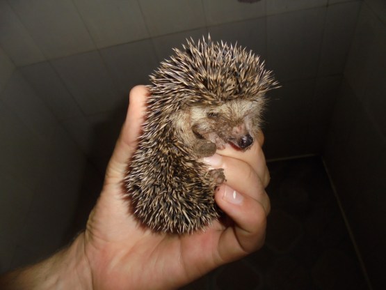2017 4 17 The Hedgehog.JPG