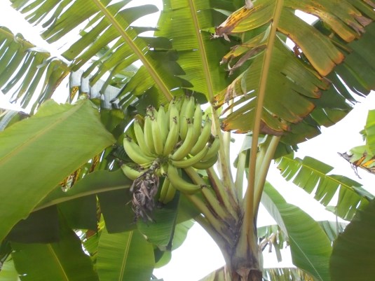 2017 7 3 banana tree 2