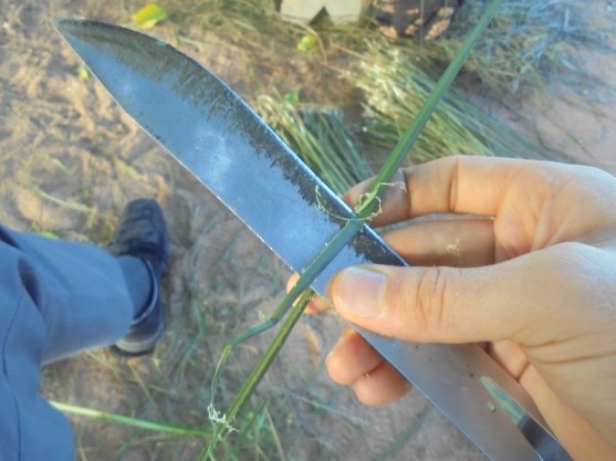 2017 9 4 stripping the fronds up close
