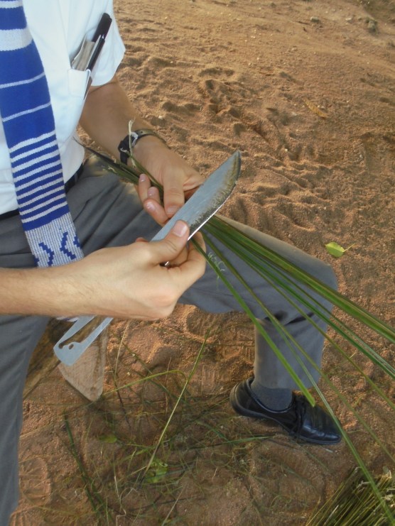 2017 9 4 stripping the fronds