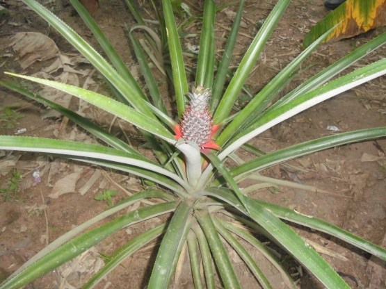 2017 10 23 Pineapple growing